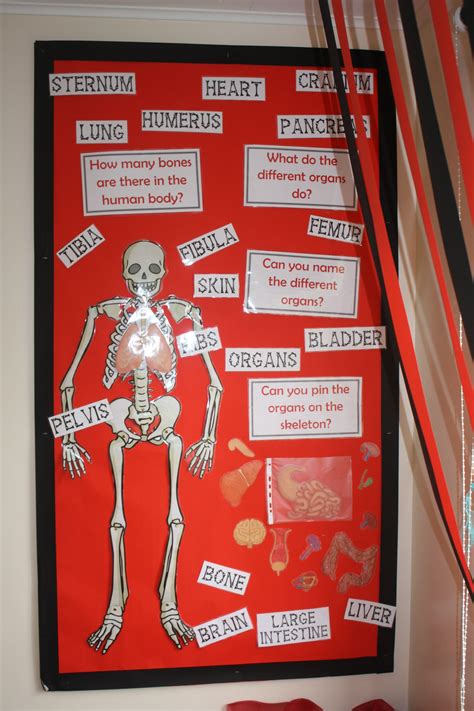 Pin On Human Body Science Classroom Displays