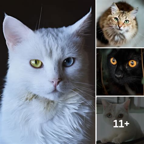 Cat Eye Colors Exposed 8 Types And Their Extraordinary Rarity Bored