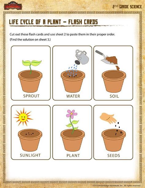 Life Cycle Of Plants Worksheet