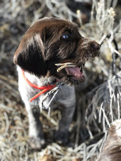 puppies  sale rocky mountain griffons wirehaired pointing griffon