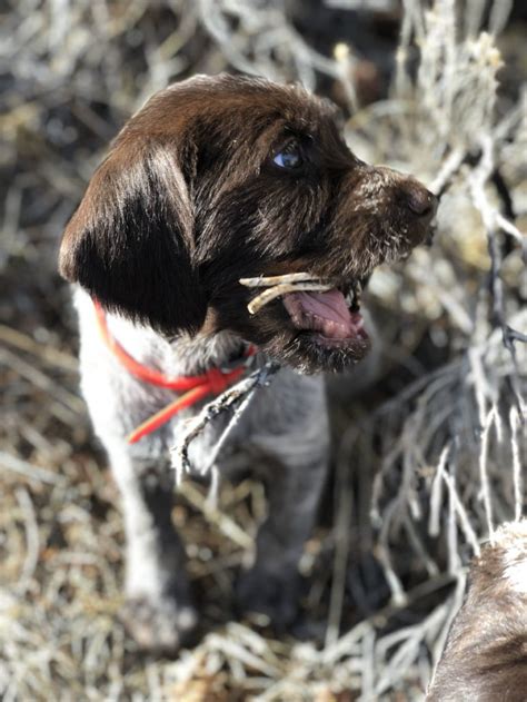 German wirehaired pointer dog & puppies in uk. Puppies for Sale | Rocky Mountain Griffons | Wirehaired ...