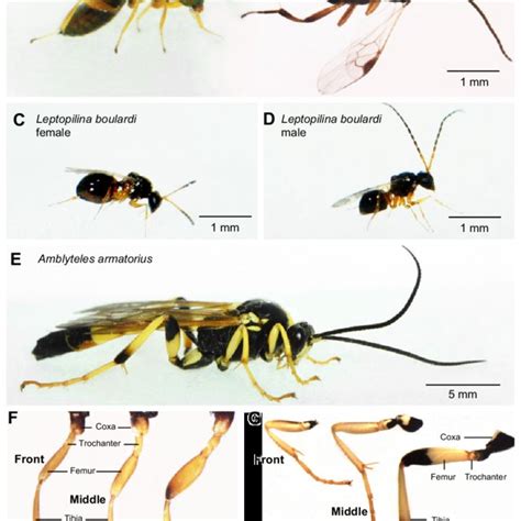 Body And Leg Structure Of Four Species Of Parasitoid Wasps A E