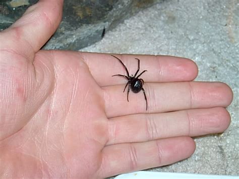Widow spiders and false widow spiders (also called cupboard spiders) differ in size, which is probably the main reason that false widow spider bites are unpleasant but not the kind of thing that commonly send people to the er. Some of my pet spiders...Pics - sSNAKESs : Reptile Forum