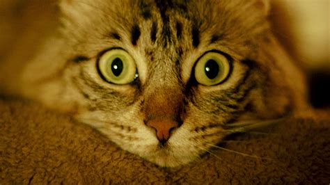 Download Wallpaper 2048x1152 Cat Animal Pet Glance Cute Ultrawide