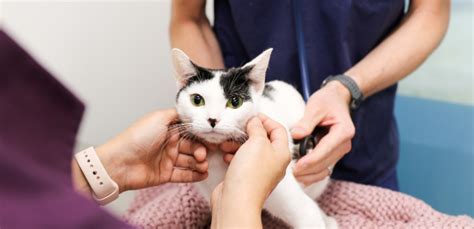 Signs Of Pain In Cats How To Look For Signs Your Cat Is In Pain Our