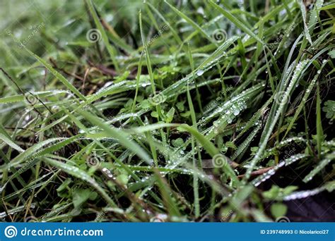 Blades Of Grass With Dew Drops On Them Seen Up Close Stock Image