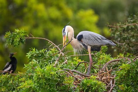 Great Blue Heron With Nesting Material In Its Beak It Is The La Stock