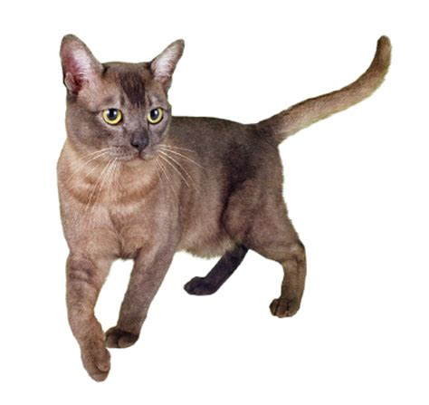 Browse through our list of popular cat breeds, and find the best breed for your lifestyle. Asian Cat Breed | PURINA® Arabia