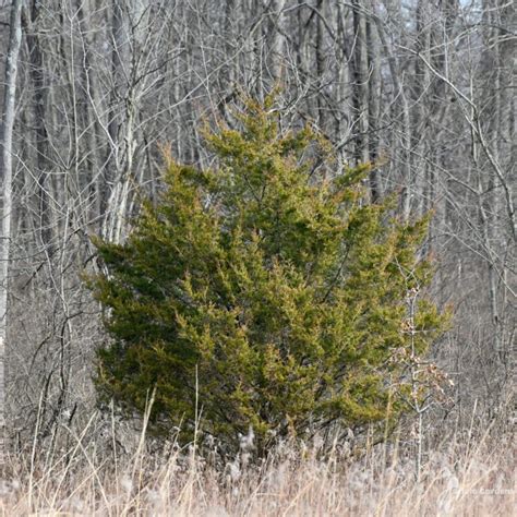 Juniperus Virginiana 1 Eastern Red Cedar Scioto Gardens Nursery