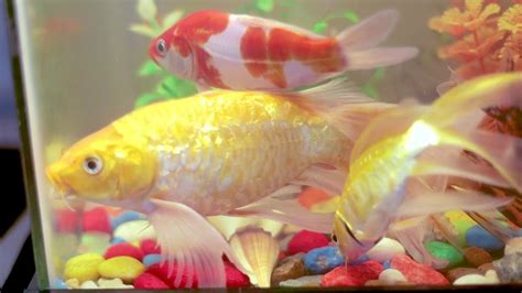 Butterfly Koi Fish Gold Fish 🐠🐠😀 Youtube
