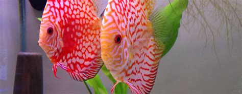 Discus Fish Keeping Tips Guides And Care Sheet For Beginners