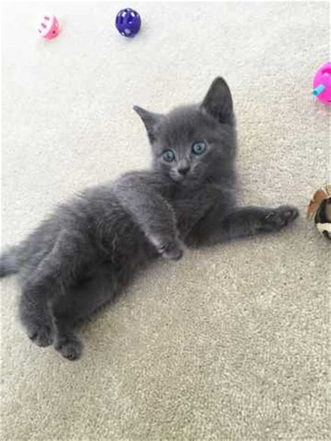 Contact us once you intend to adopt. Gorgeous Russian Blue Kittens Available Now FOR SALE ...