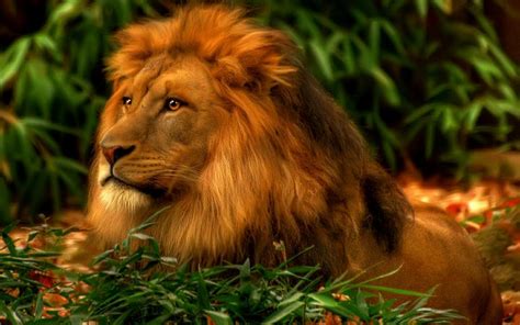All About Animal Wildlife King Of Jungle Lion Wallpapers