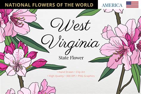 West Virginia State Flowerflowers Of The Graphic By Hanatist Studio