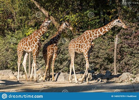 The Giraffe Giraffa Camelopardalis Is An African Mammal Stock Photo