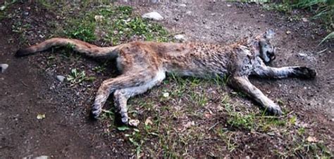 3 Cougars Shot In Princeton In Recent Weeks British Columbia Cbc News