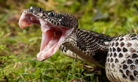 A Complete List Of Venomous Snakes In The United States 30 Species