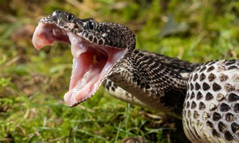 6 Venomous (Poisonous) Snakes in Alabama - A-Z Animals