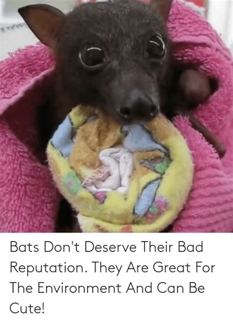 Bats Dont Deserve Their Bad Reputation They Are Great For The