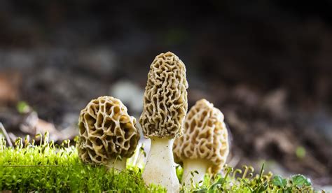 Video How To Grow Morel Mushrooms In Your Backyard Outdoorhub