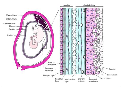 The Arrangement And Structure Of The Human Fetal Membranes The Human