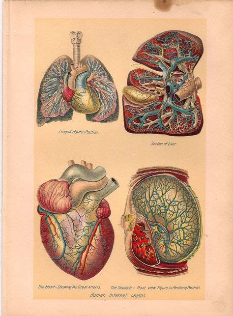 3953 best ephemera images human anatomy drawings anatomy art