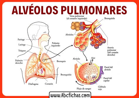 Anatomia De Los Alveolos Pulmonares ABC Fichas