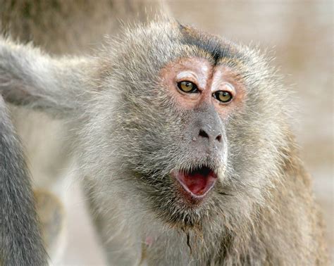 Monkeys Could Be Close To Speaking New Study Reveals