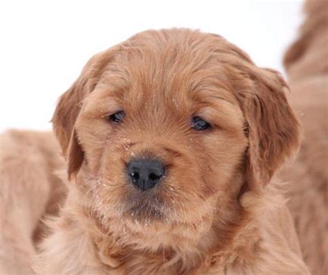 They will still offer you all of the love and affection of a. Rich Red Golden Retriever Puppies for Sale in Bloomingdale ...