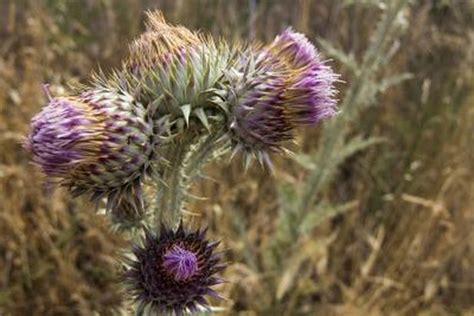You can find these beauties in open areas, swamps and fields. How to Identify Weeds With Thorns (with Pictures) | eHow