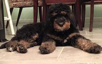 Goldendoodle, aussiedoodle and bernedoodle puppies in wv, ky and ny. F1b Standard Bernedoodles