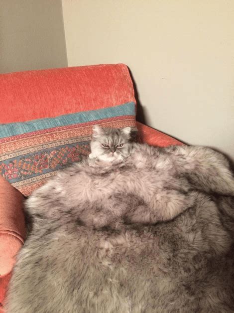 32 Confusing Photos That Will Mess Up Will Your Head Bemethis Cats