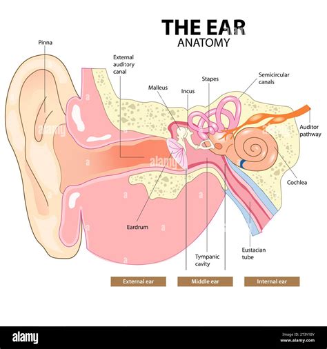 The Ear Anatomy Ent Stock Photo Alamy