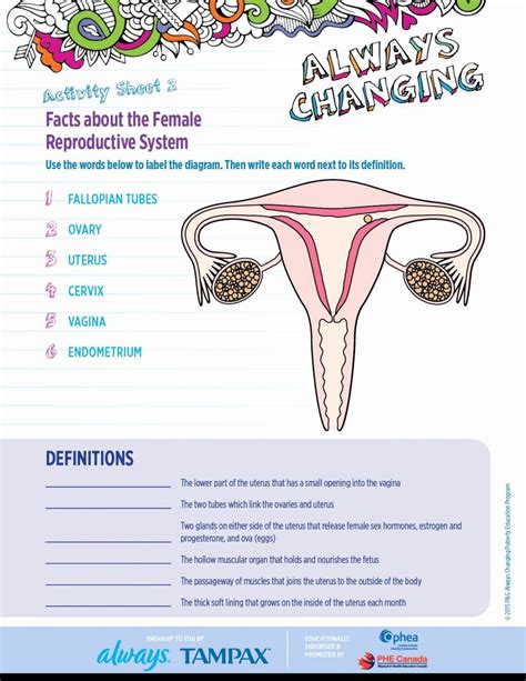 50 The Female Reproductive System Worksheet Chessmuseum Template