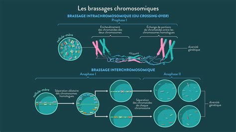 Schéma Bilan Les Brassages Chromosomiques Schoolmouv