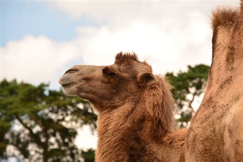We hope that the following list of synonyms for the word bactrian will help you to finish your crossword today. DSC_0405 Bactrian Camel (2-humps) | Bactrian Camel (2 ...