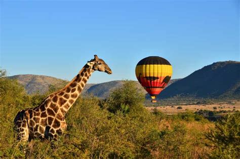 Aventura De Balão Parque Nacional De Pilanesbergsun City Getyourguide