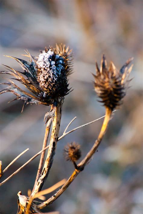 Great savings & free delivery / collection on many items. Frosty sea holly in 2020 | Seed pods, Sea holly, Spore