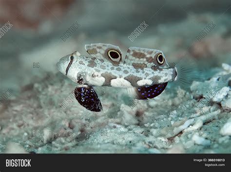 Crab Eyed Goby Body Image And Photo Free Trial Bigstock
