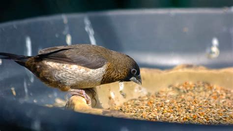 Can Wild Birds Eat Chia Seeds A Bird’s Favorite Healthy Snack