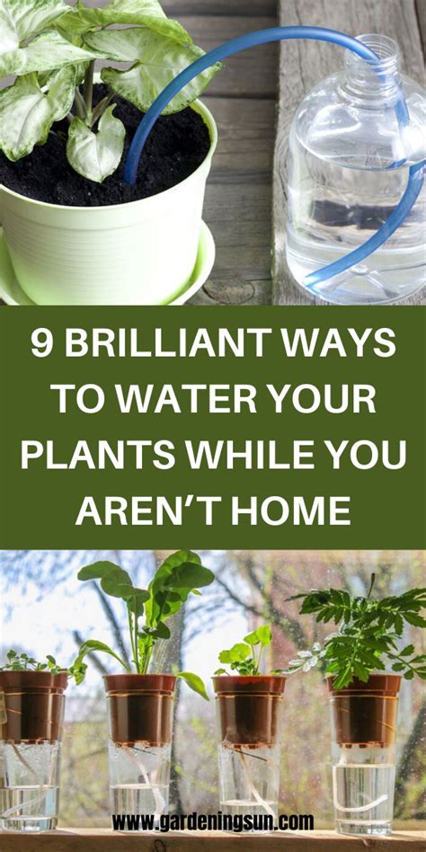 9 Brilliant Ways To Water Your Plants While You Arent Home Plants