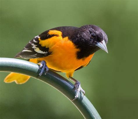 Albums 100 Pictures Bird With Black And Orange Feathers Superb