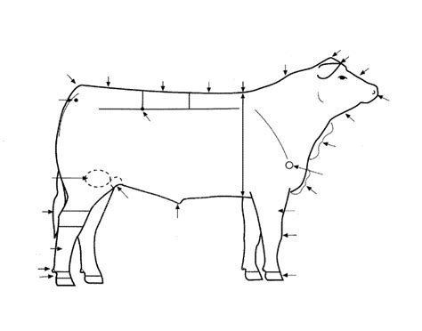 Beef Cattle External Anatomy Quiz — Printable Worksheet