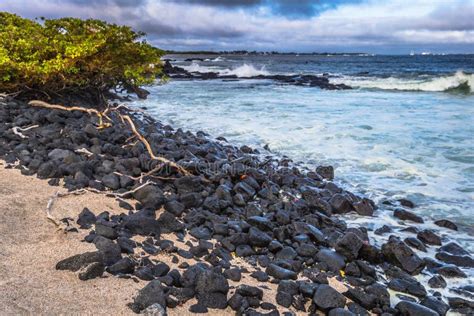 Galapagos Islands August 25 2017 Beach Coast Of Isabela Island