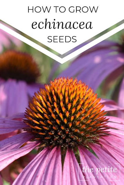 How To Grow Echinacea From Seeds Echinacea Plants Growing Seeds