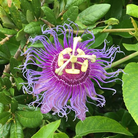 Beautiful Passion Fruit Vine Flower I Saw Today In Wilmington Nc Working In A Backyard R