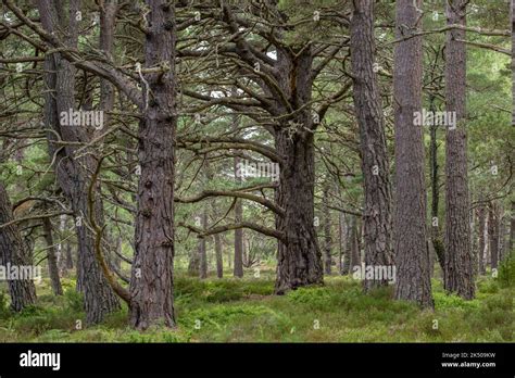 Old Growth Scots Pines In Caledonian Pine Forest Rothiemurchus Estate