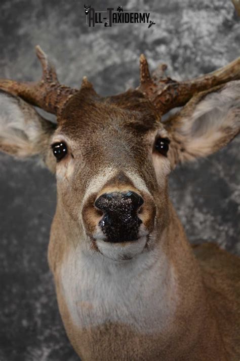 Whitetail Deer Taxidermy Shoulder Mount For Sale Sku 1604 All Taxidermy