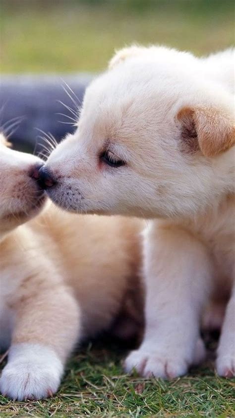 Morning Kiss Puppies Puppy Wallpaper Iphone Cute Puppy