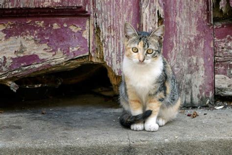 Should You Care For Your Neighborhood Feral Cat Colony Catster